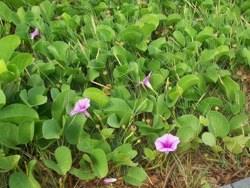 pretty pink flowers